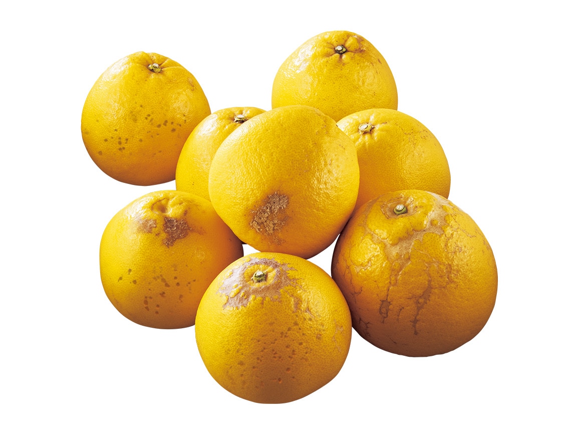 そばかす晩柑(3.0kg)(単品) そばかす晩柑(3.0kg)(単品)