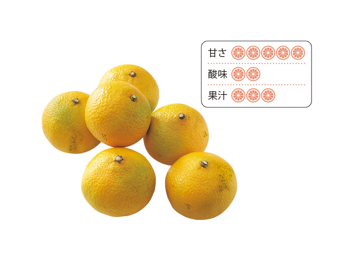 樹上熟成 オレンジ色のスイートスプリング(2.0kg) 樹上熟成 オレンジ色のスイートスプリング(2.0kg)