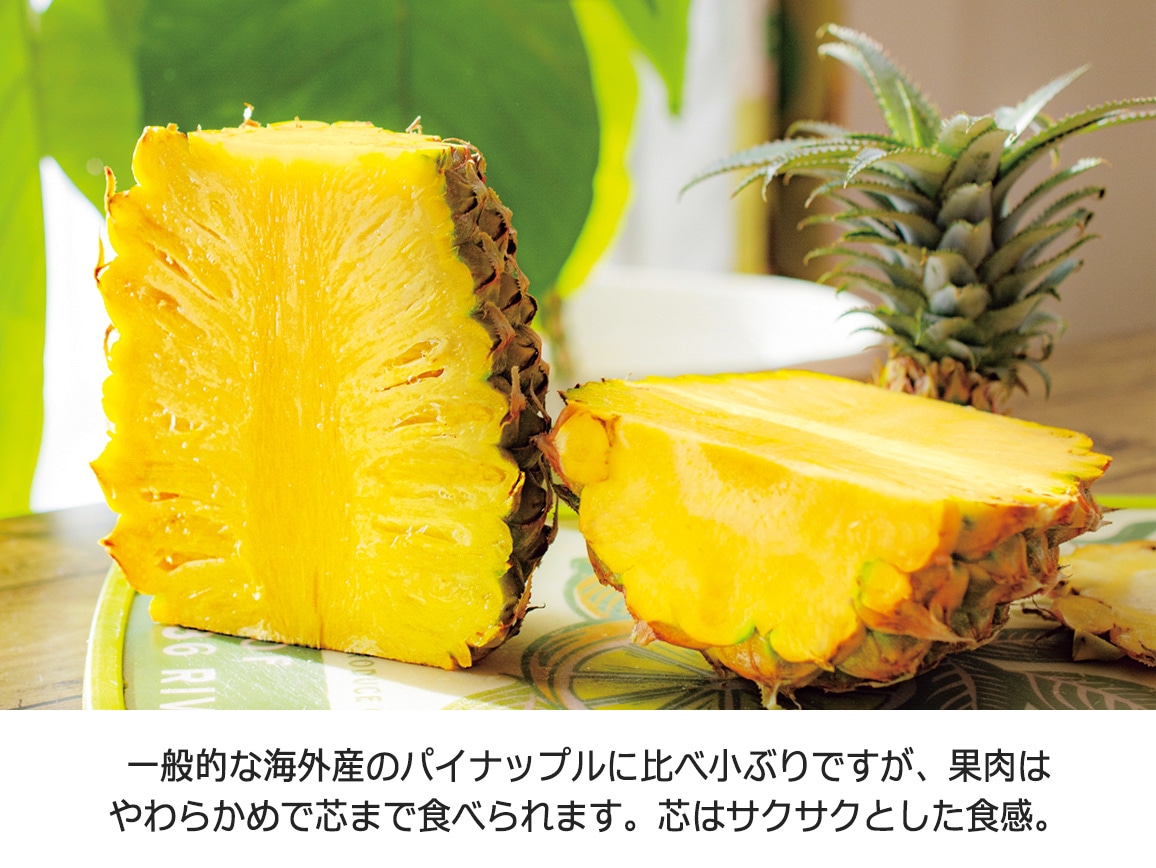 石垣島産 ちぎって食べられるボゴールパイン(1.5kg) 石垣島産 ちぎって食べられるボゴールパイン(1.5kg)