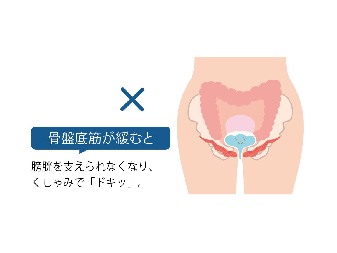ハルメク 健康サポート・骨盤底筋サポートショーツ(涼やか綿メッシュ) ハルメク 健康サポート・骨盤底筋サポートショーツ(涼やか綿メッシュ)
