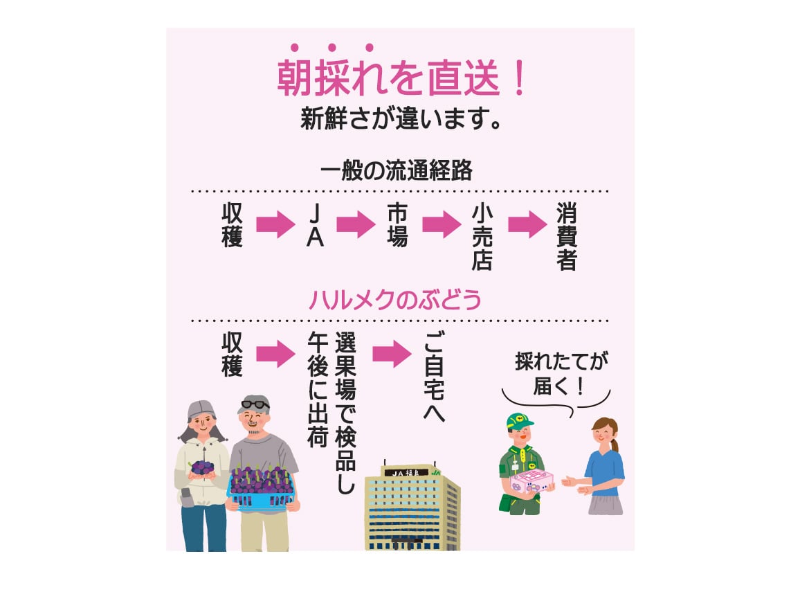 【送料込み価格】山梨県産巨峰(秀品)(1.4kg) 【送料込み価格】山梨県産巨峰(秀品)(1.4kg)