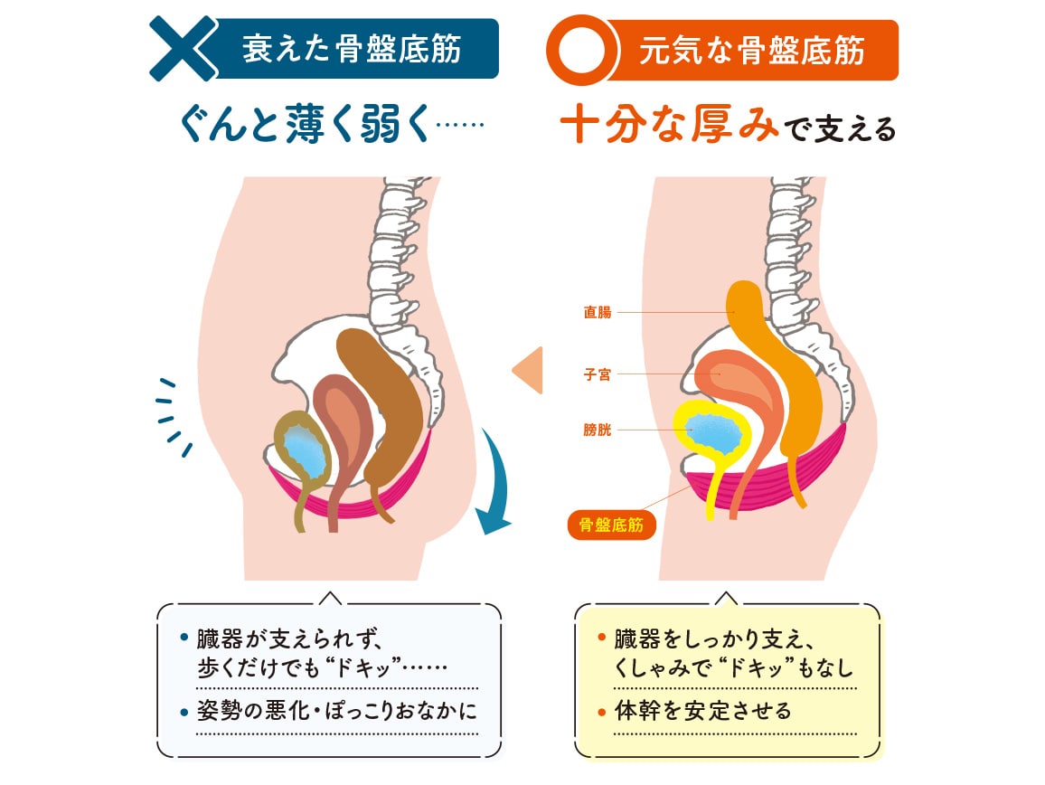 ハルメク 健康サポート・骨盤底筋サポートショーツ(通年用・ノンレース)【広告商品】 ハルメク 健康サポート・骨盤底筋サポートショーツ(通年用・ノンレース)【広告商品】