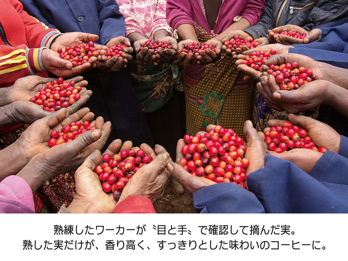 ンゴロ ンゴロ・コーヒー(ドリップ)選べるセット(28パック) ンゴロ ンゴロ・コーヒー(ドリップ)選べるセット(28パック)