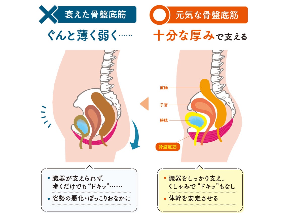 ハルメク 健康サポート・骨盤底筋サポートショーツ(通年用) ハルメク 健康サポート・骨盤底筋サポートショーツ(通年用)