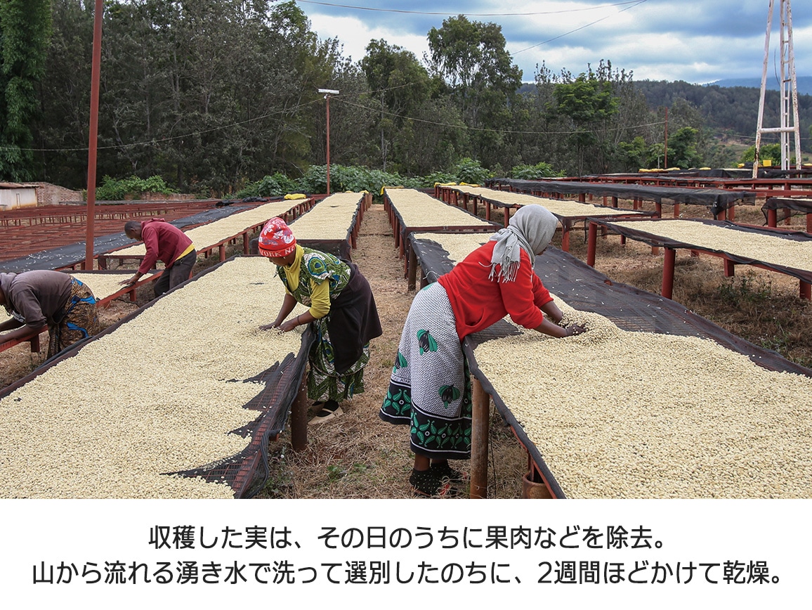 ンゴロ ンゴロ・コーヒー(ドリップ)選べるセット(28パック) ンゴロ ンゴロ・コーヒー(ドリップ)選べるセット(28パック)