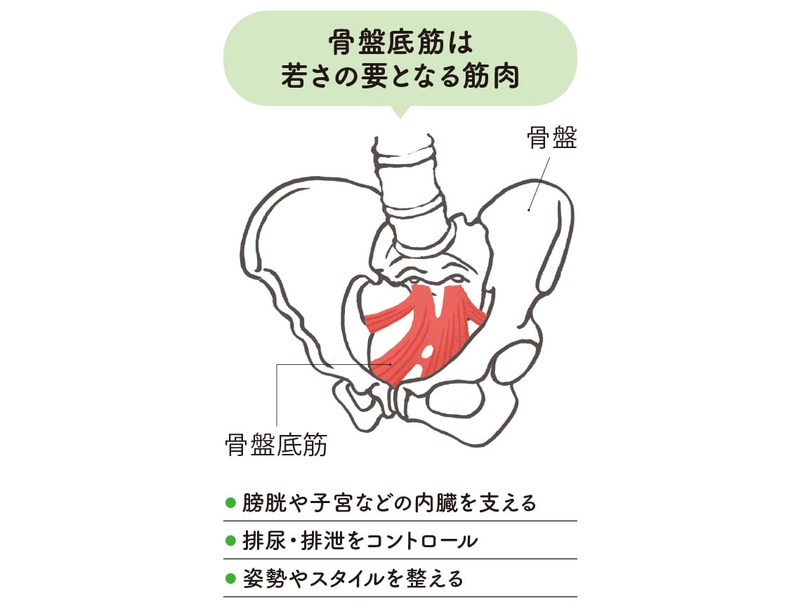 ハルメク 健康サポート・骨盤底筋サポートショーツ(涼やか綿メッシュ)【広告商品】 ハルメク 健康サポート・骨盤底筋サポートショーツ(涼やか綿メッシュ)【広告商品】