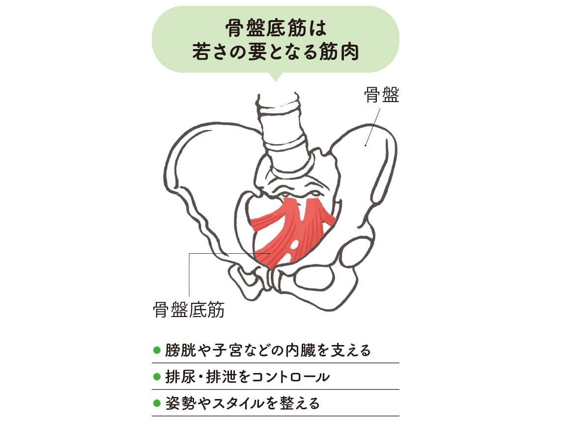 ハルメク 健康サポート・骨盤底筋サポートショーツ(あったか裏起毛・パッド付き)【広告商品】 ハルメク 健康サポート・骨盤底筋サポートショーツ(あったか裏起毛・パッド付き)【広告商品】