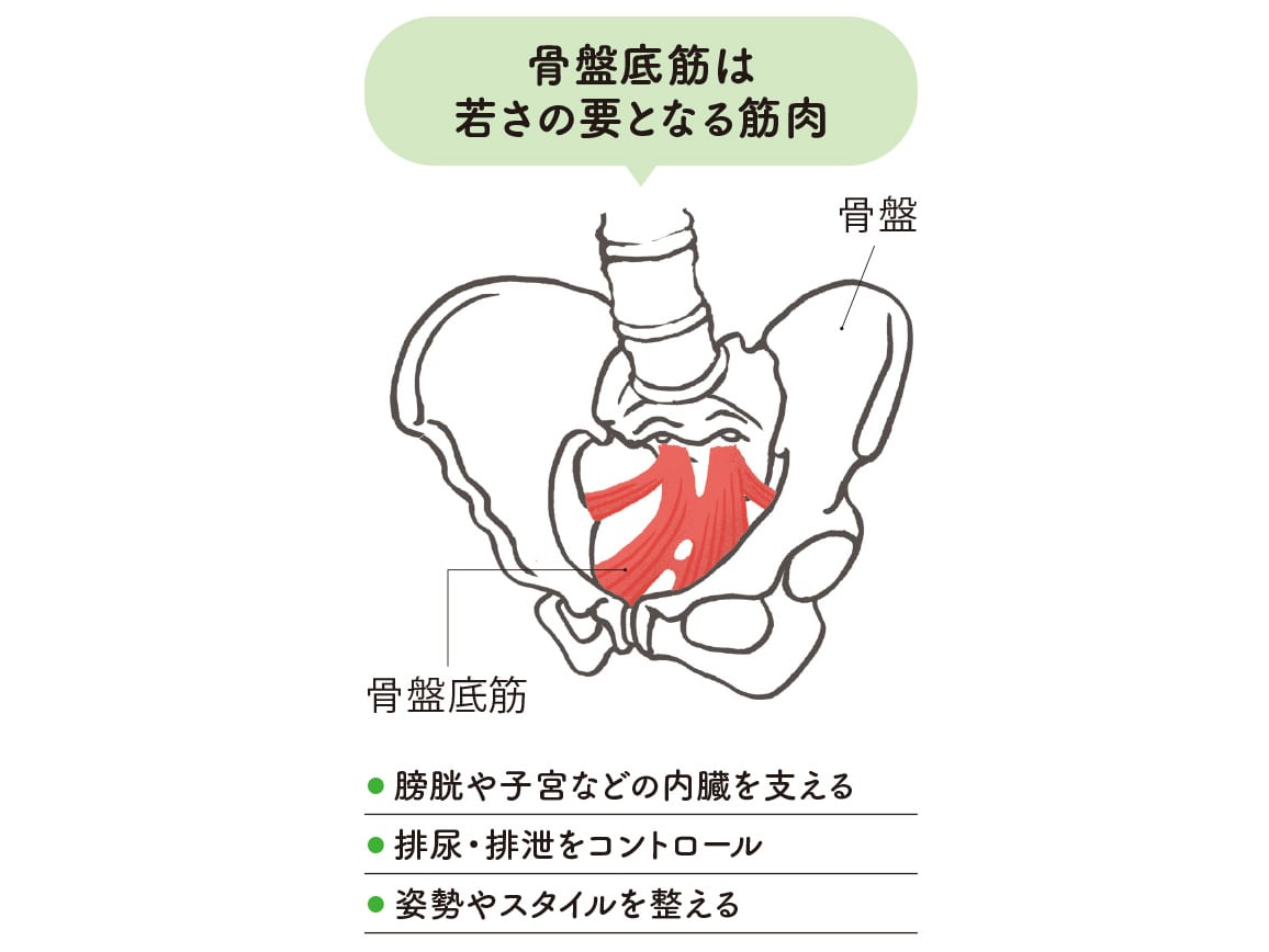 ハルメク 健康サポート・骨盤底筋サポートショーツ(涼やか綿メッシュ) ハルメク 健康サポート・骨盤底筋サポートショーツ(涼やか綿メッシュ)