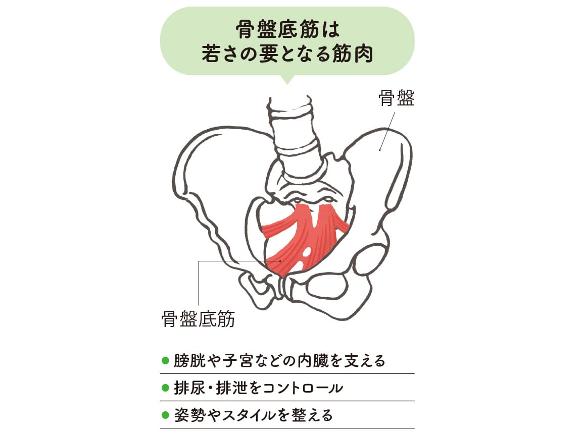 ハルメク 健康サポート・骨盤底筋サポートショーツ(あったか裏起毛・パッド付き)(旧タイプ) ハルメク 健康サポート・骨盤底筋サポートショーツ(あったか裏起毛・パッド付き)(旧タイプ)