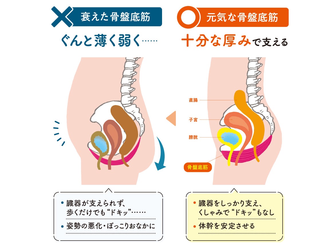 ハルメク ヘルスプラス・骨盤底筋&ヒップサポートショーツ(涼やか綿メッシュ) ハルメク ヘルスプラス・骨盤底筋&ヒップサポートショーツ(涼やか綿メッシュ)