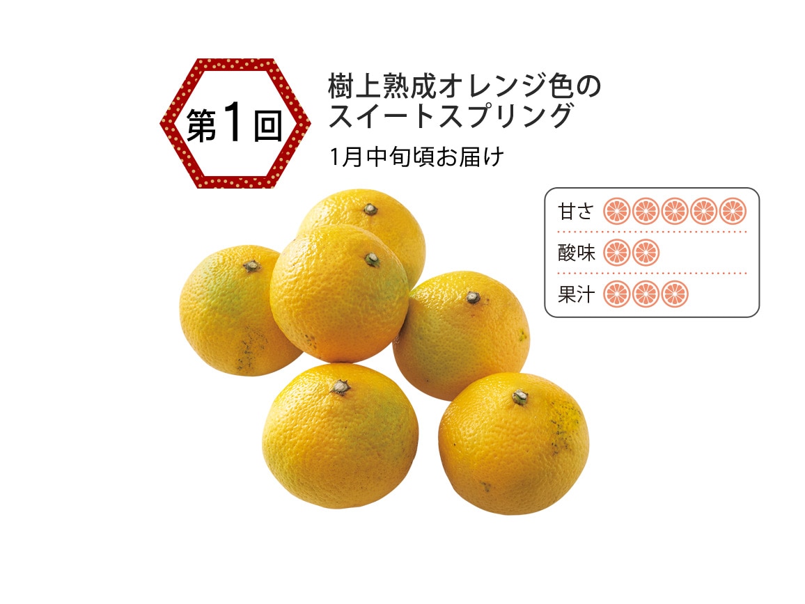 熊本ウシジマ青果 柑橘産直便(全3回) 熊本ウシジマ青果 柑橘産直便(全3回)