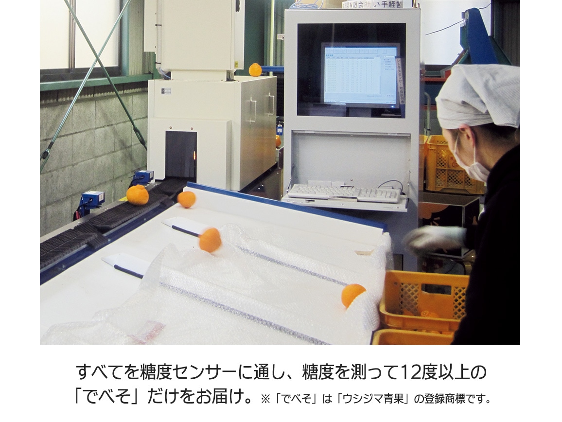 でべそ(不知火)(1.5Kg) でべそ(不知火)(1.5Kg)