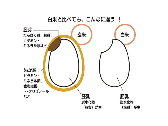 ハルメク 寝かせ玄米ごはん<五穀>(12食) ハルメク 寝かせ玄米ごはん<五穀>(12食)