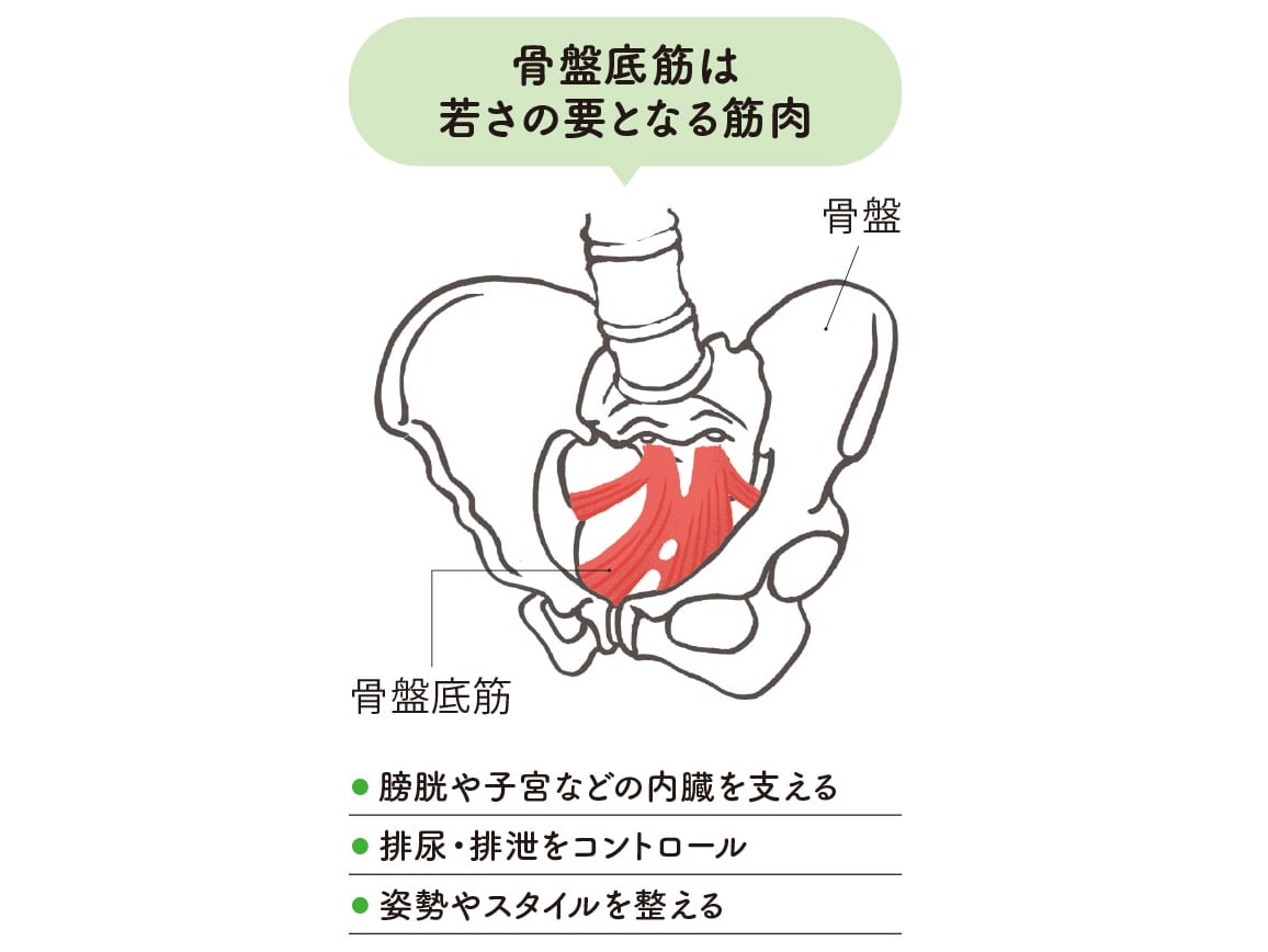 ハルメク 健康サポート・骨盤底筋サポートボトム(通年用)【広告商品】 ハルメク 健康サポート・骨盤底筋サポートボトム(通年用)【広告商品】