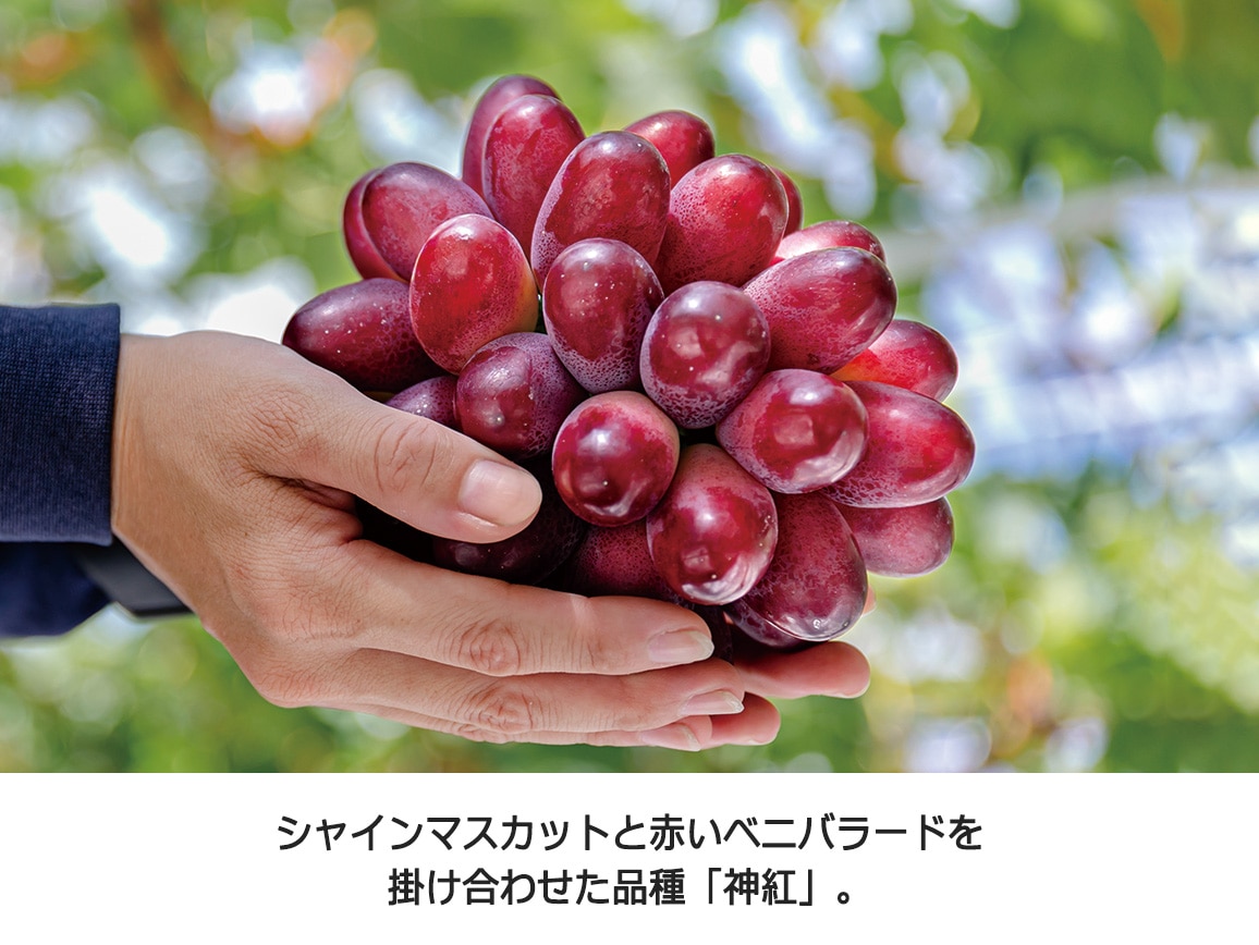 【送料込み価格】島根県産 神紅(1房)化粧箱入 【送料込み価格】島根県産 神紅(1房)化粧箱入