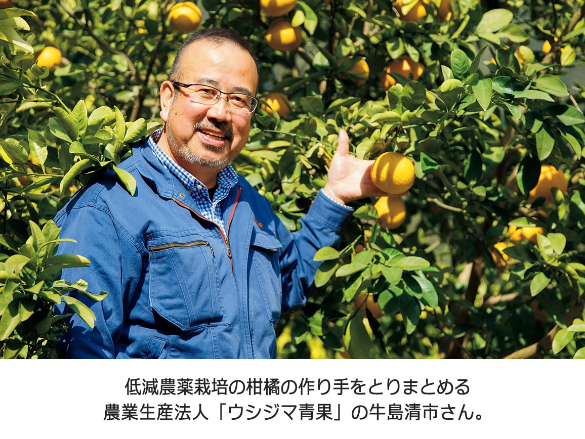 そばかす晩柑(3.0kg)(単品) そばかす晩柑(3.0kg)(単品)