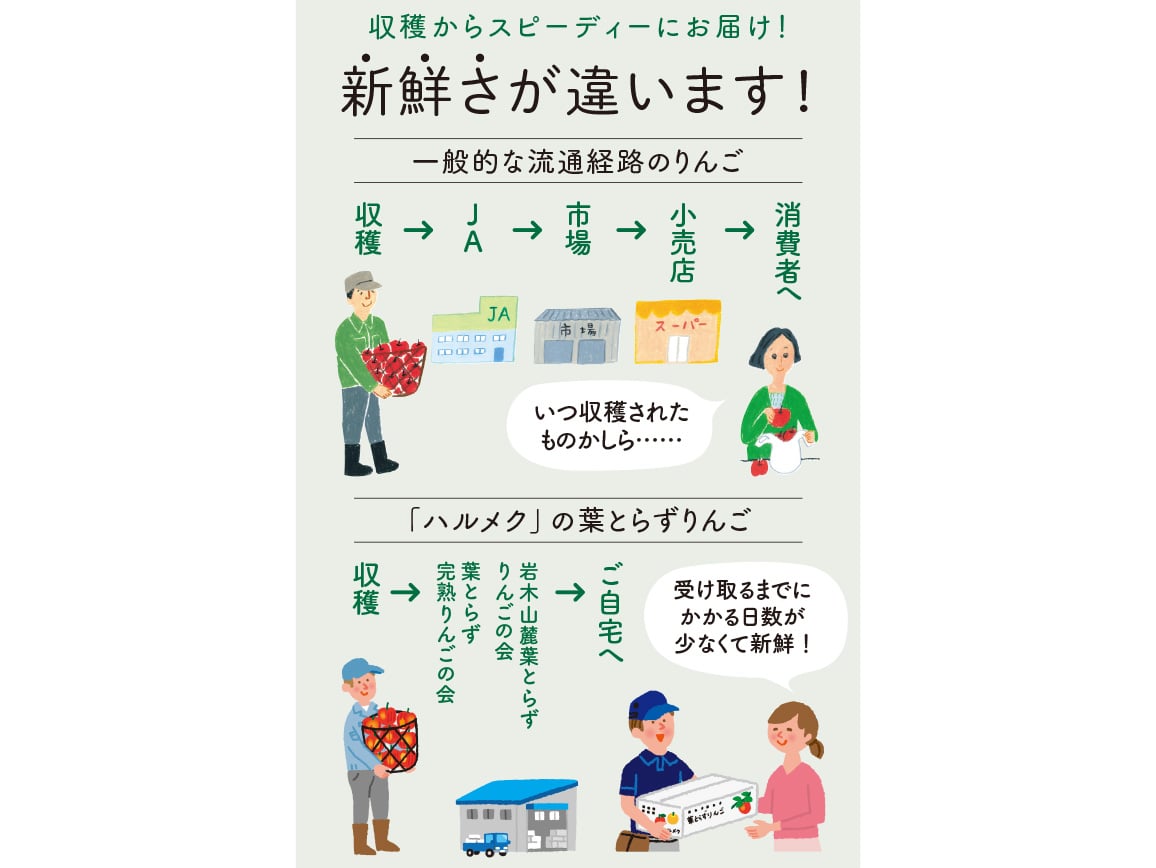 特選 葉とらずサンふじ(2.7Kg) 特選 葉とらずサンふじ(2.7Kg)