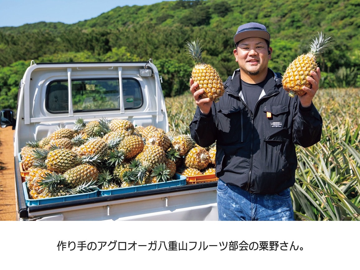 石垣島産 ちぎって食べられるボゴールパイン(1.5kg) 石垣島産 ちぎって食べられるボゴールパイン(1.5kg)