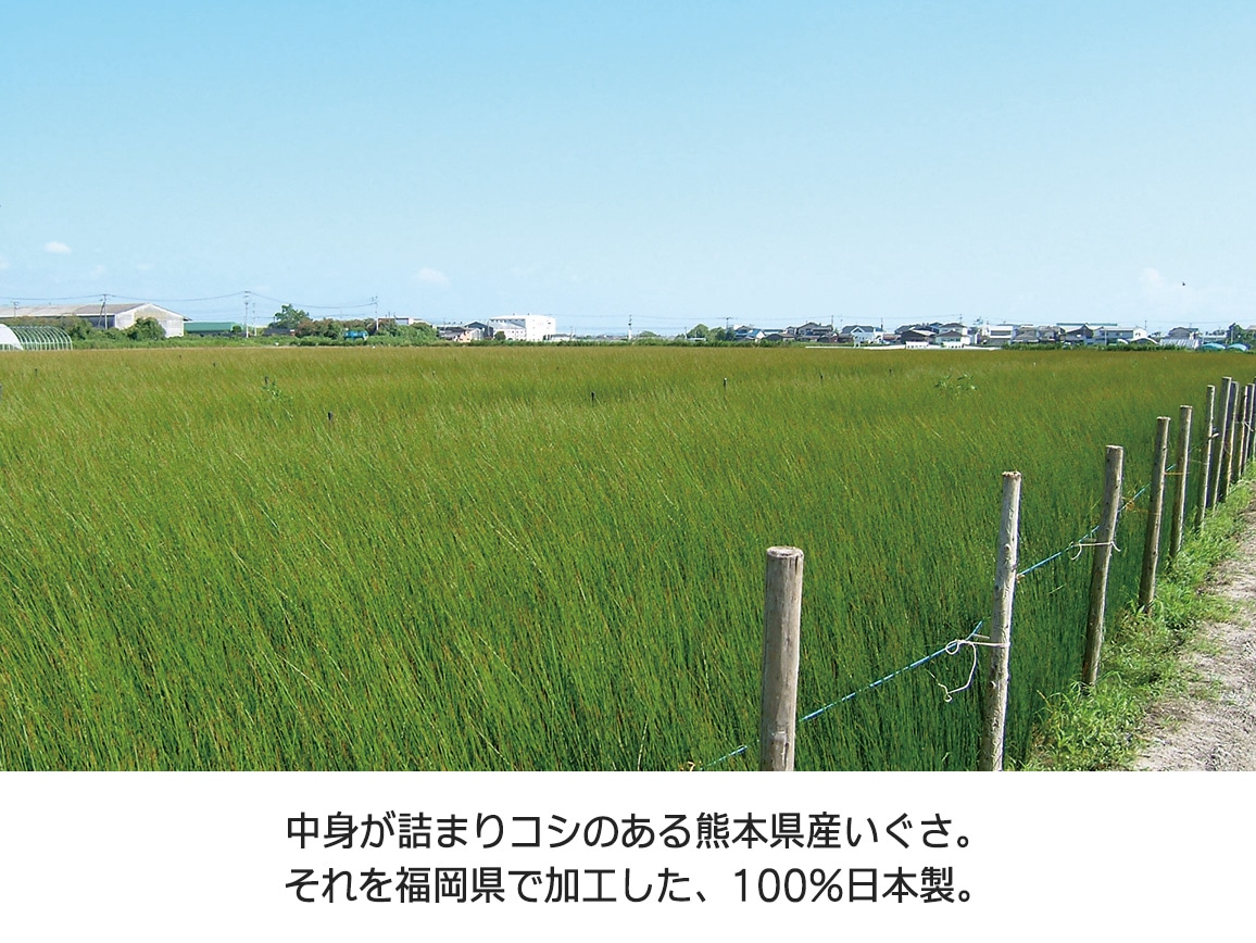 国産いぐさクッション OTO(L) 国産いぐさクッション OTO(L)