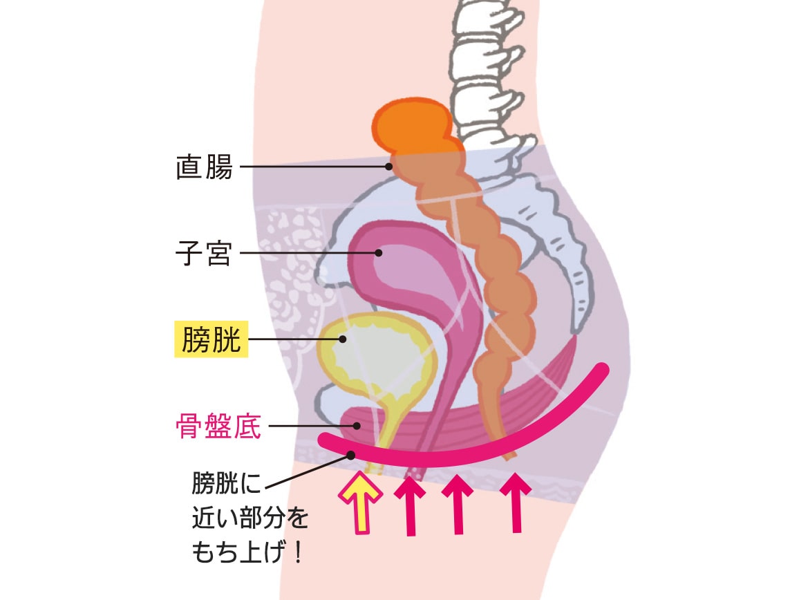 ハルメク 健康サポート・骨盤底筋サポートショーツ(通年用) ハルメク 健康サポート・骨盤底筋サポートショーツ(通年用)