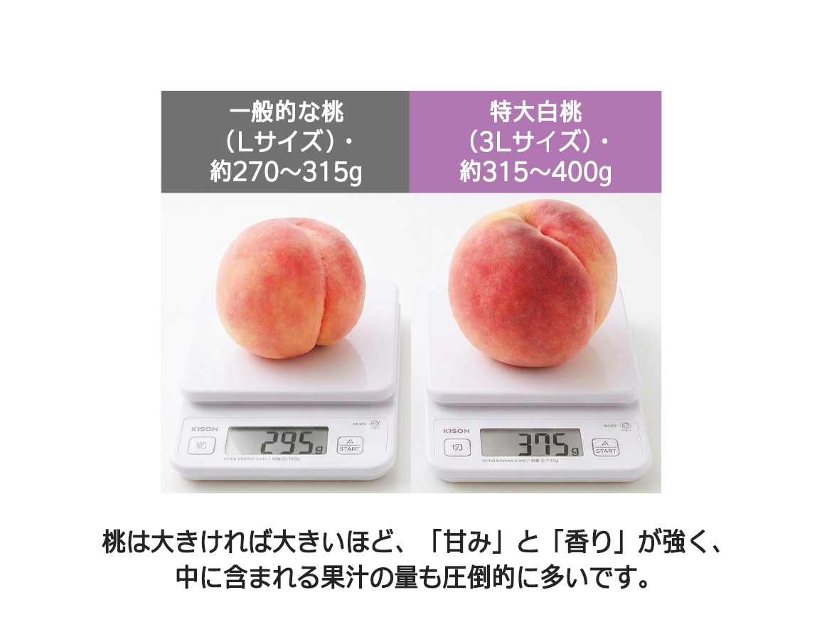 【送料込み価格】山梨県産 白桃 3L特大(特秀)(1.5kg) 【送料込み価格】山梨県産 白桃 3L特大(特秀)(1.5kg)