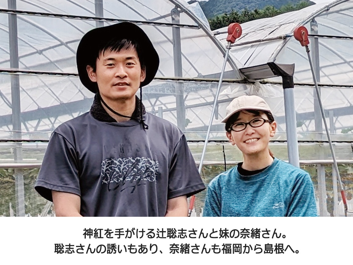 【送料込み価格】島根県産 神紅(1房)化粧箱入 【送料込み価格】島根県産 神紅(1房)化粧箱入