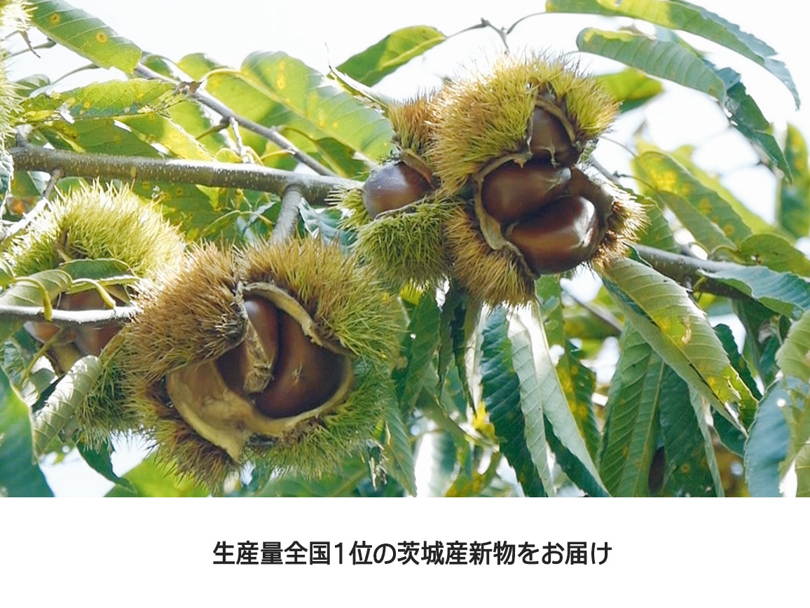 茨城県産「熟成むき栗」(2パック) 茨城県産「熟成むき栗」(2パック)