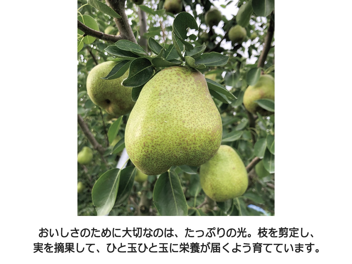【送料込み価格】山形県産 ラフランス(3kg) 【送料込み価格】山形県産 ラフランス(3kg)