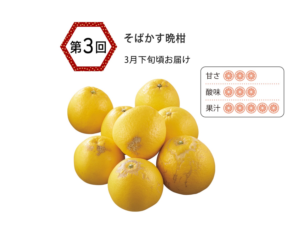 熊本ウシジマ青果 柑橘産直便(全3回) 熊本ウシジマ青果 柑橘産直便(全3回)