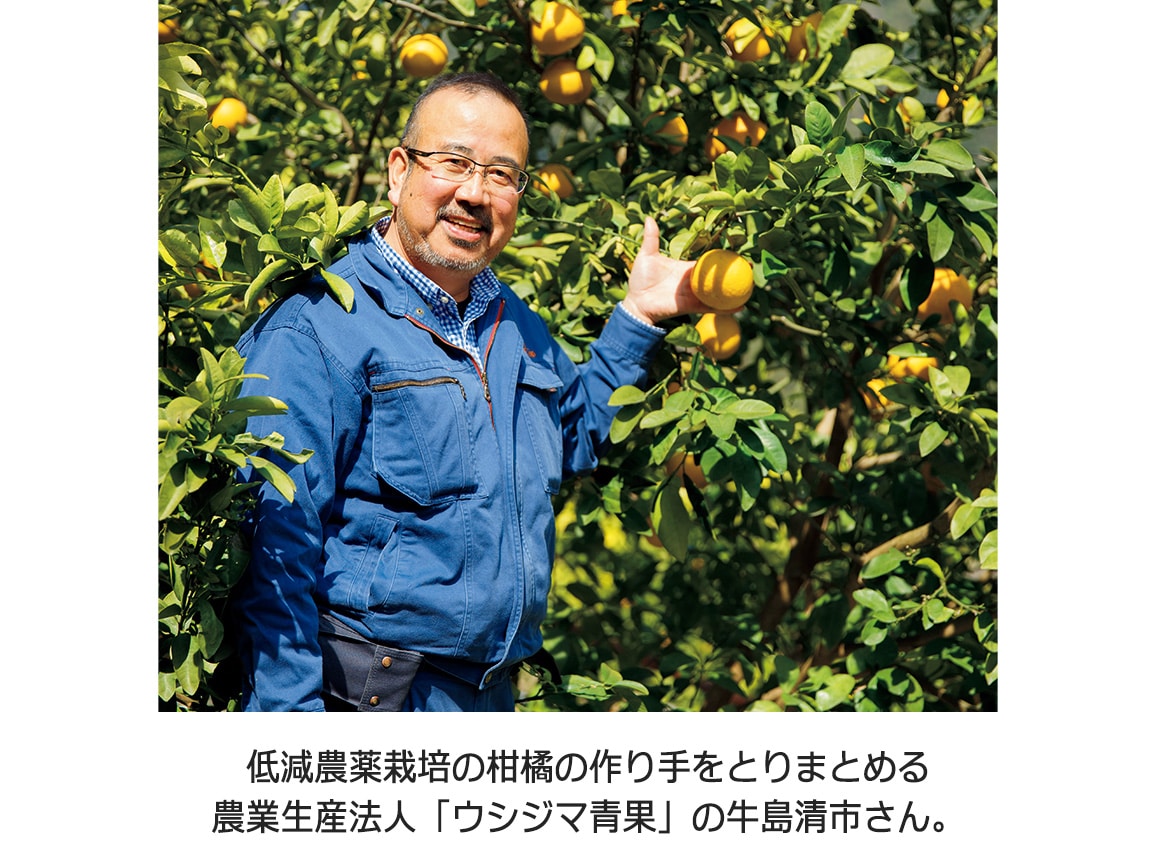 でべそ(不知火)(1.5Kg) でべそ(不知火)(1.5Kg)