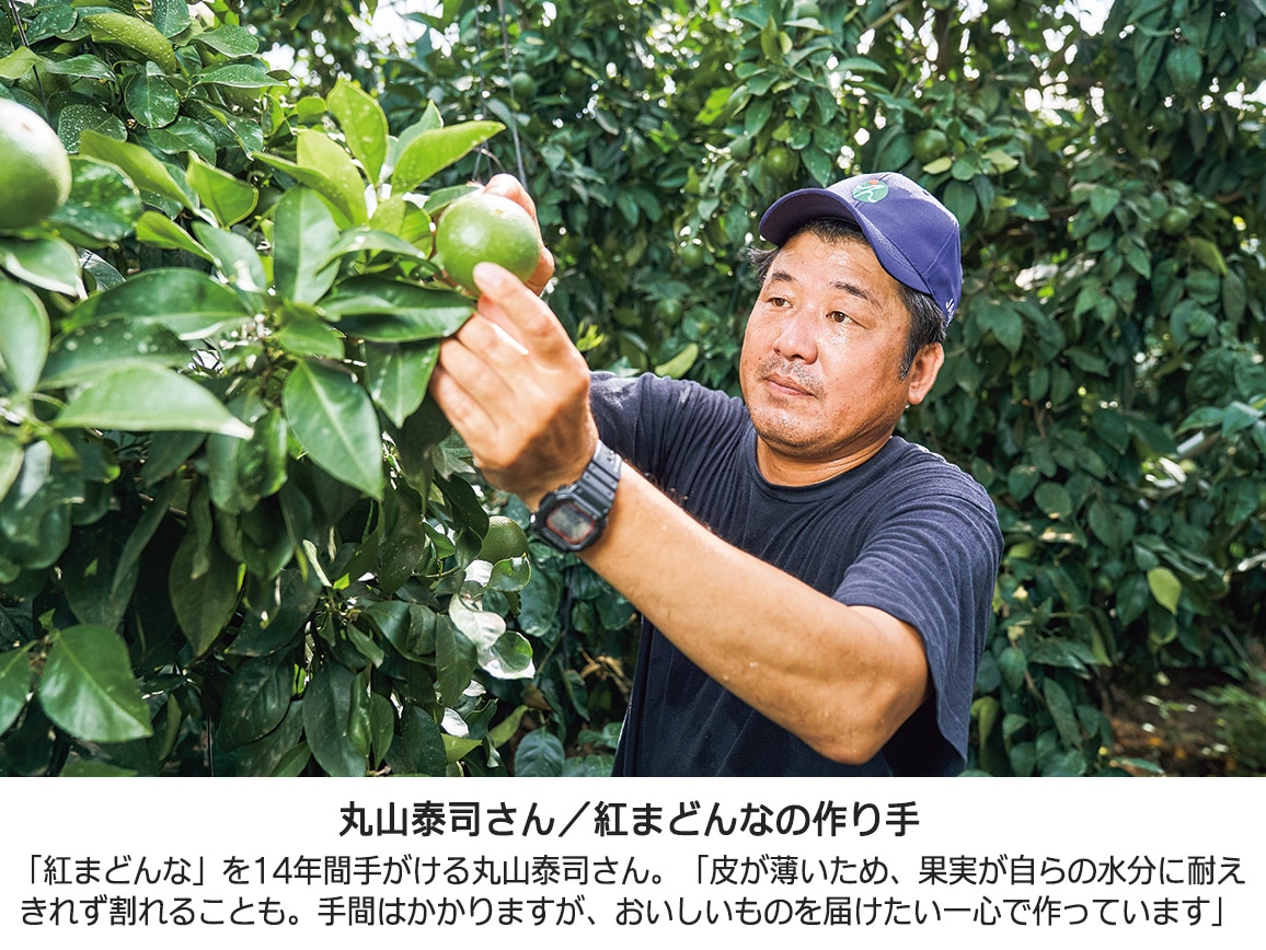 【送料込み価格】愛媛県産 紅まどんな(1.7Kg) 【送料込み価格】愛媛県産 紅まどんな(1.7Kg)