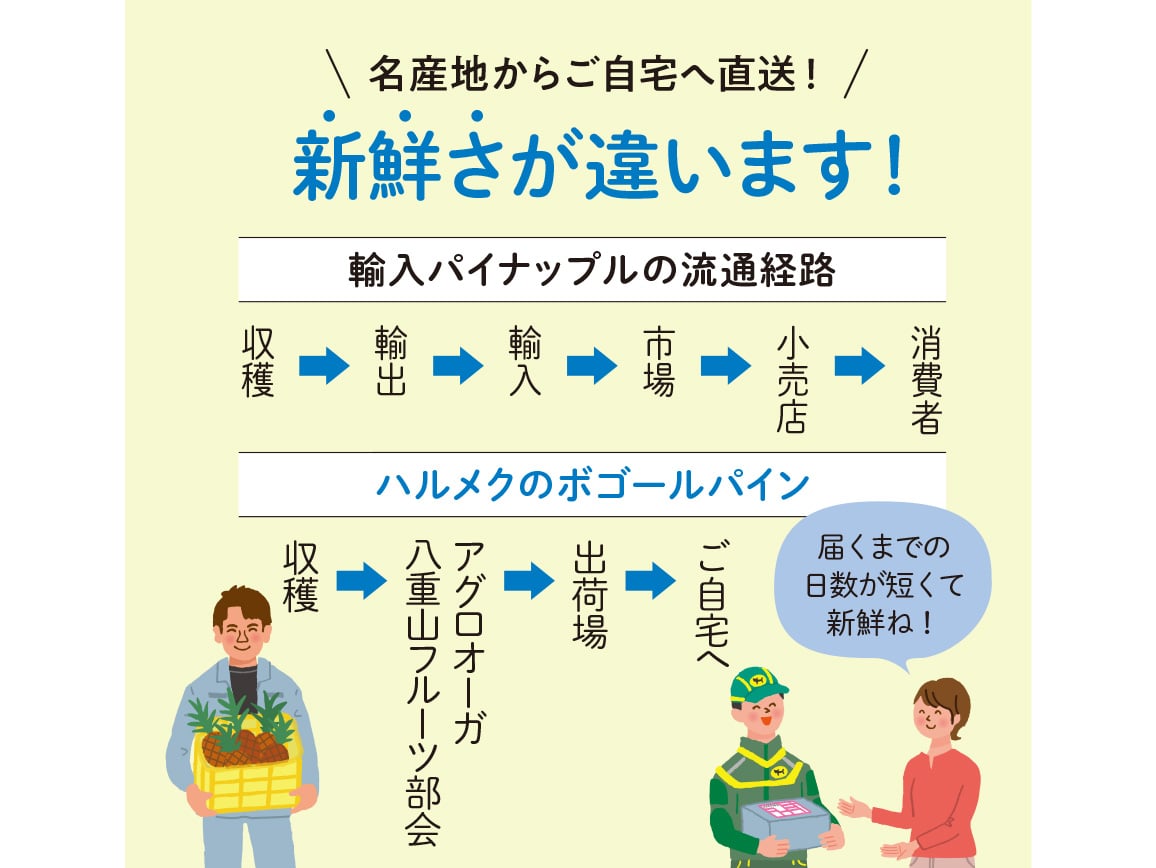石垣島産 ちぎって食べられるボゴールパイン(1.5kg) 石垣島産 ちぎって食べられるボゴールパイン(1.5kg)