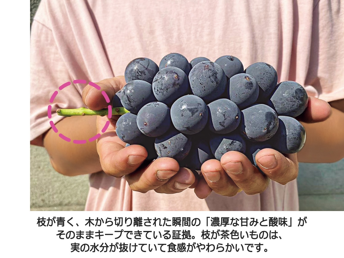 【送料込み価格】山梨県産巨峰(秀品)(1.4kg) 【送料込み価格】山梨県産巨峰(秀品)(1.4kg)