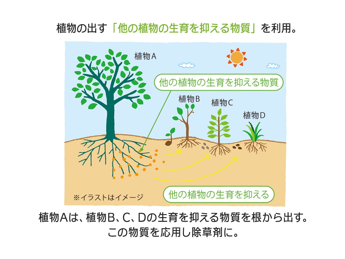 特許取得!植物性除草剤 1本 特許取得!植物性除草剤 1本