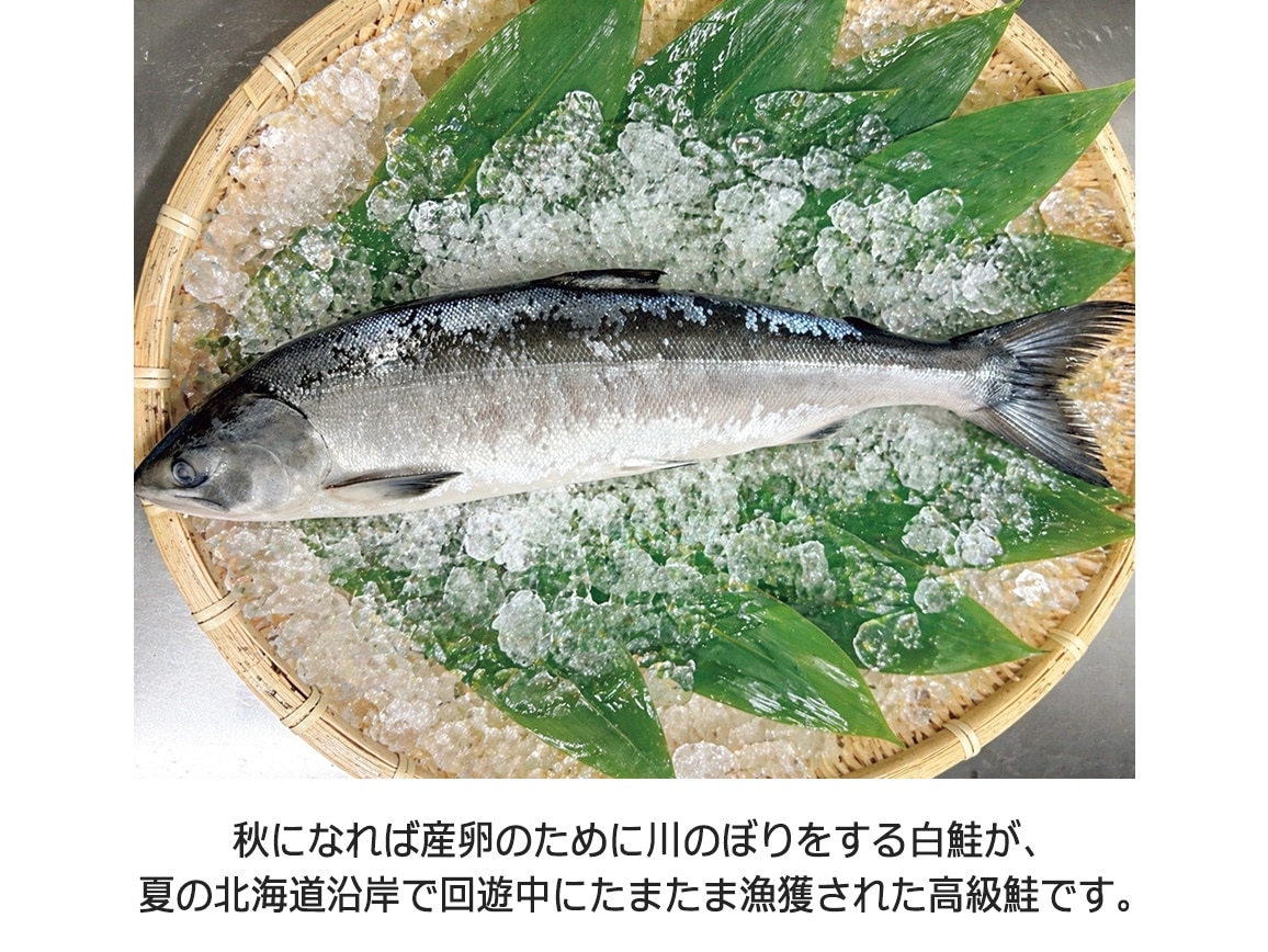 北海道産 時鮭切り身(5切) 北海道産 時鮭切り身(5切)