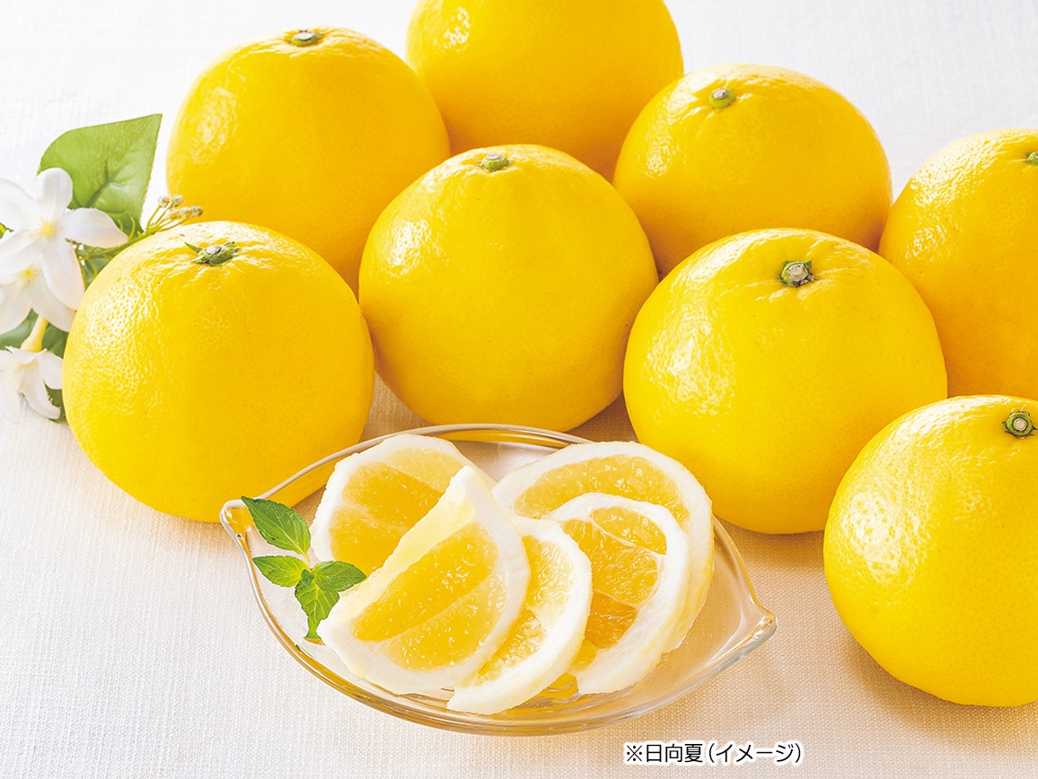 宮崎県産 日向夏100%ジュース(24本) 宮崎県産 日向夏100%ジュース(24本)