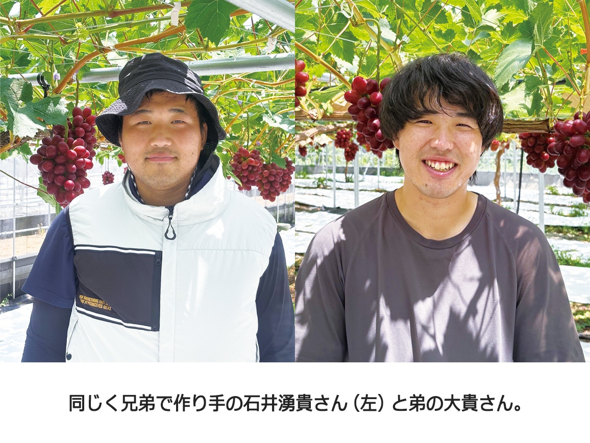 【送料込み価格】島根県産 神紅(1房)化粧箱入 【送料込み価格】島根県産 神紅(1房)化粧箱入