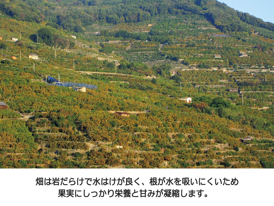【送料込み価格】熊本「ウシジマ青果」だるまみかん(2.5�s)(おせちと一緒に購入) 【送料込み価格】熊本「ウシジマ青果」だるまみかん(2.5�s)(おせちと一緒に購入)