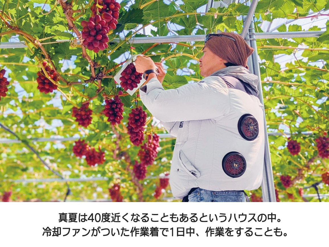【送料込み価格】島根県産 神紅(1房)化粧箱入 【送料込み価格】島根県産 神紅(1房)化粧箱入