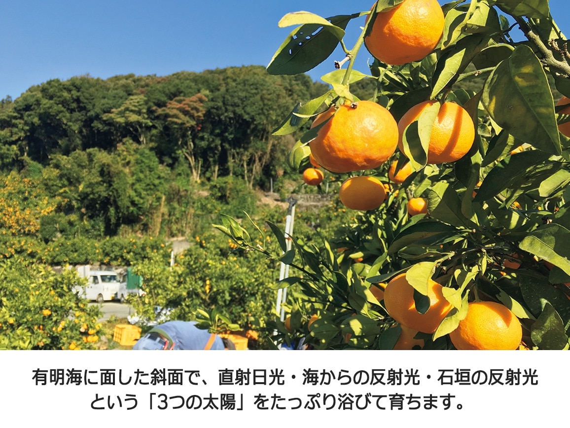 【送料込み価格】熊本「ウシジマ青果」だるまみかん(2.5�s)(おせちと一緒に購入) 【送料込み価格】熊本「ウシジマ青果」だるまみかん(2.5�s)(おせちと一緒に購入)