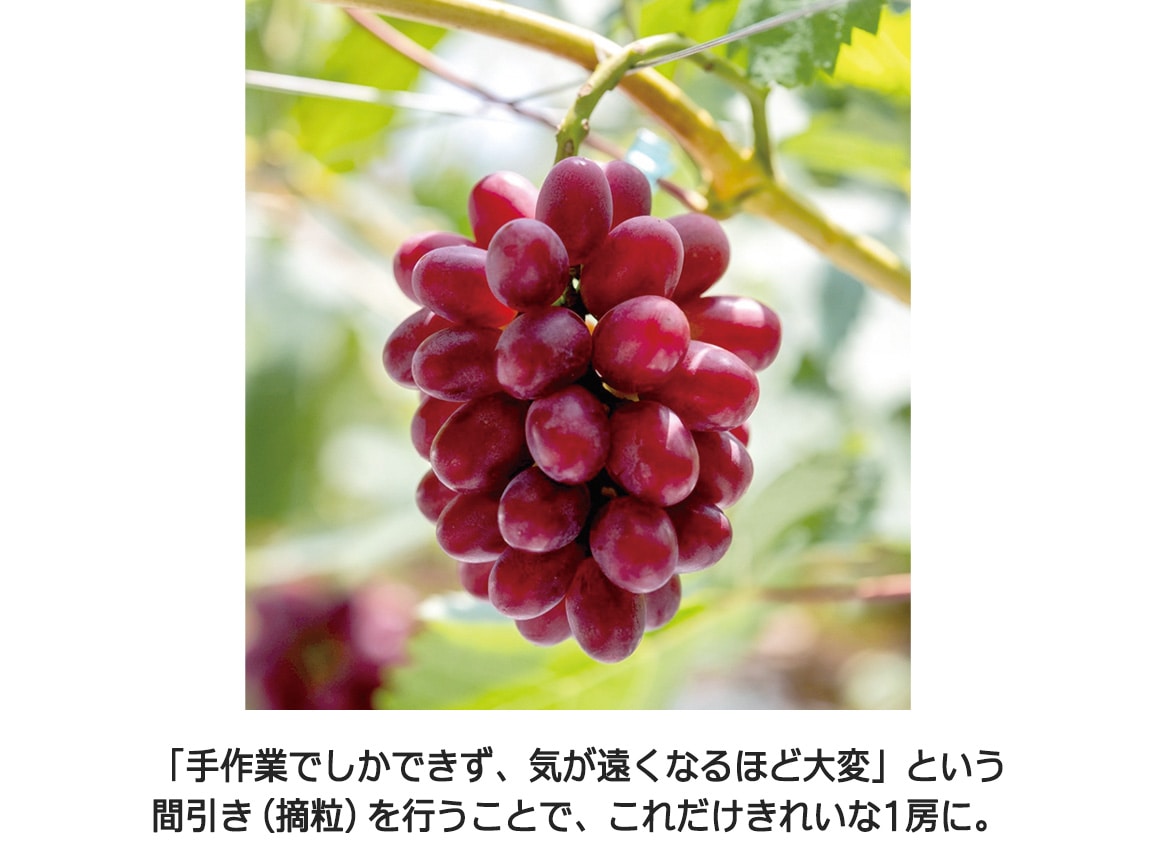 【送料込み価格】島根県産 神紅(1房)化粧箱入 【送料込み価格】島根県産 神紅(1房)化粧箱入