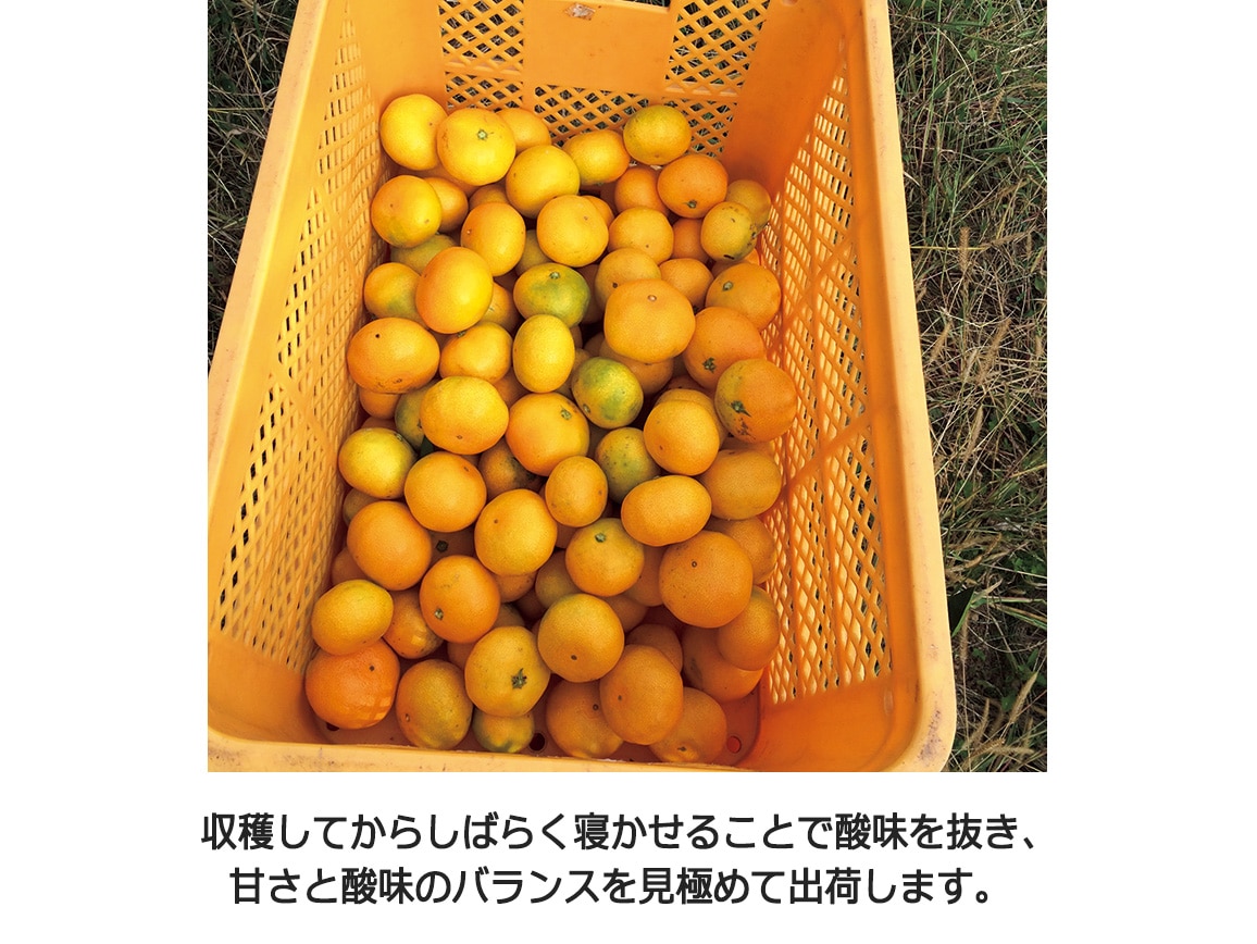 【送料込み価格】熊本「ウシジマ青果」だるまみかん(2.5�s)(おせちと一緒に購入) 【送料込み価格】熊本「ウシジマ青果」だるまみかん(2.5�s)(おせちと一緒に購入)