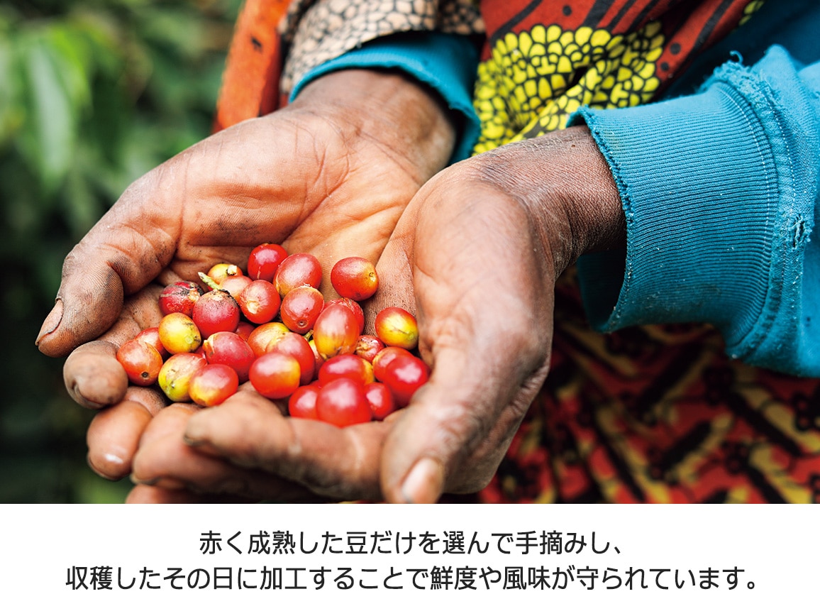 ンゴロ ンゴロ・コーヒー(ドリップ)選べるセット(28パック) ンゴロ ンゴロ・コーヒー(ドリップ)選べるセット(28パック)