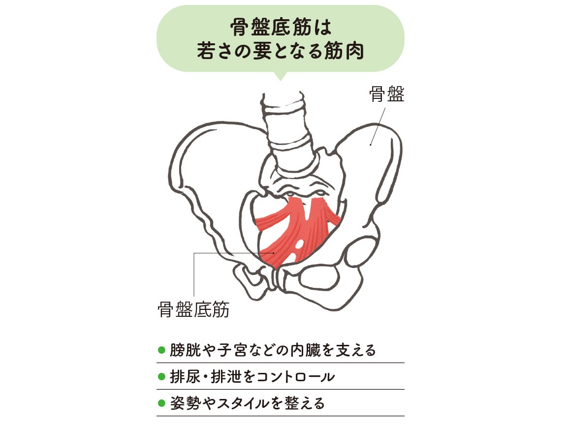 ハルメク 健康サポート・骨盤底筋サポートショーツ(通年用・ノンレース)【広告商品】 ハルメク 健康サポート・骨盤底筋サポートショーツ(通年用・ノンレース)【広告商品】