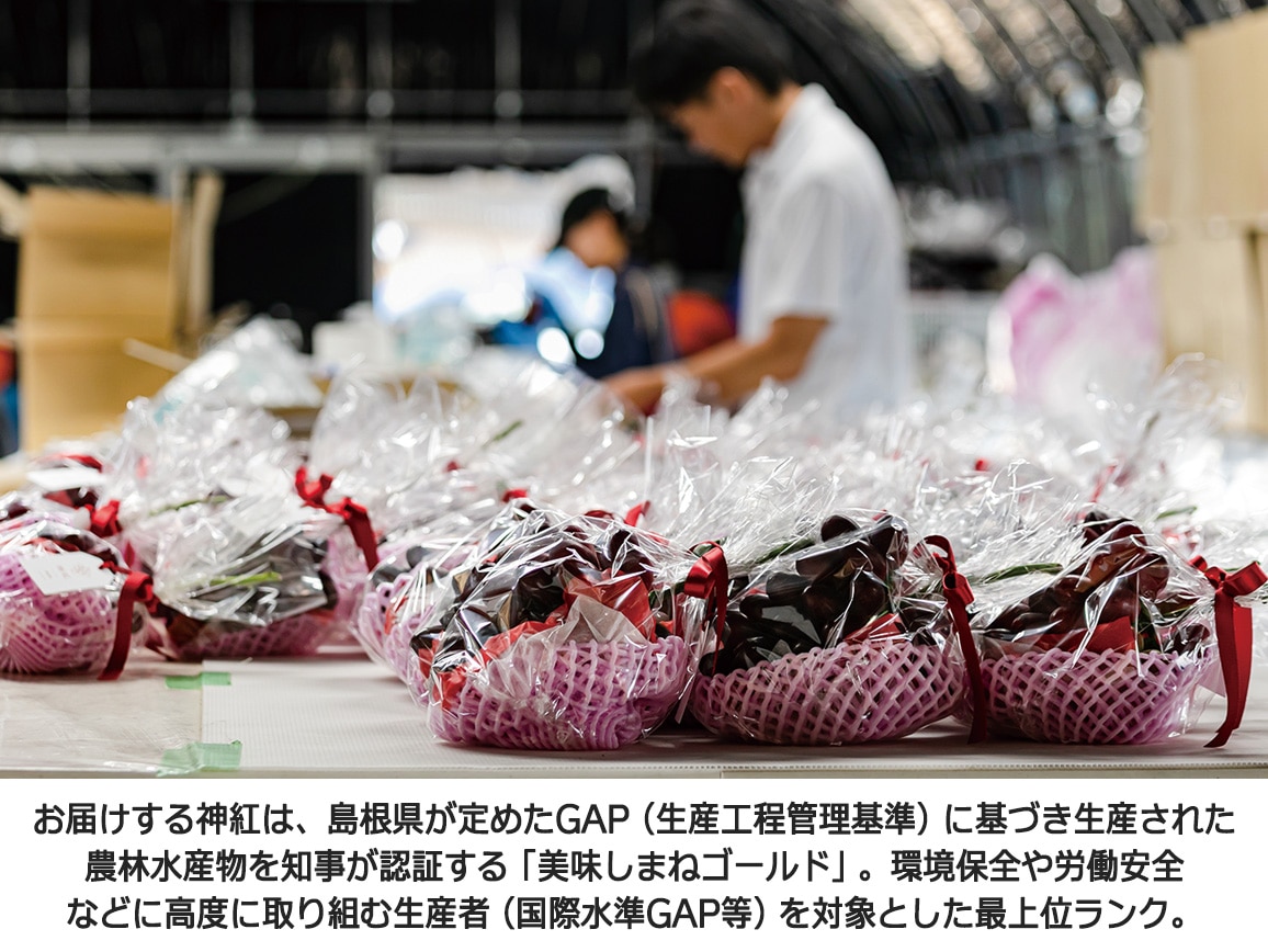 【送料込み価格】島根県産 神紅(1房)化粧箱入 【送料込み価格】島根県産 神紅(1房)化粧箱入