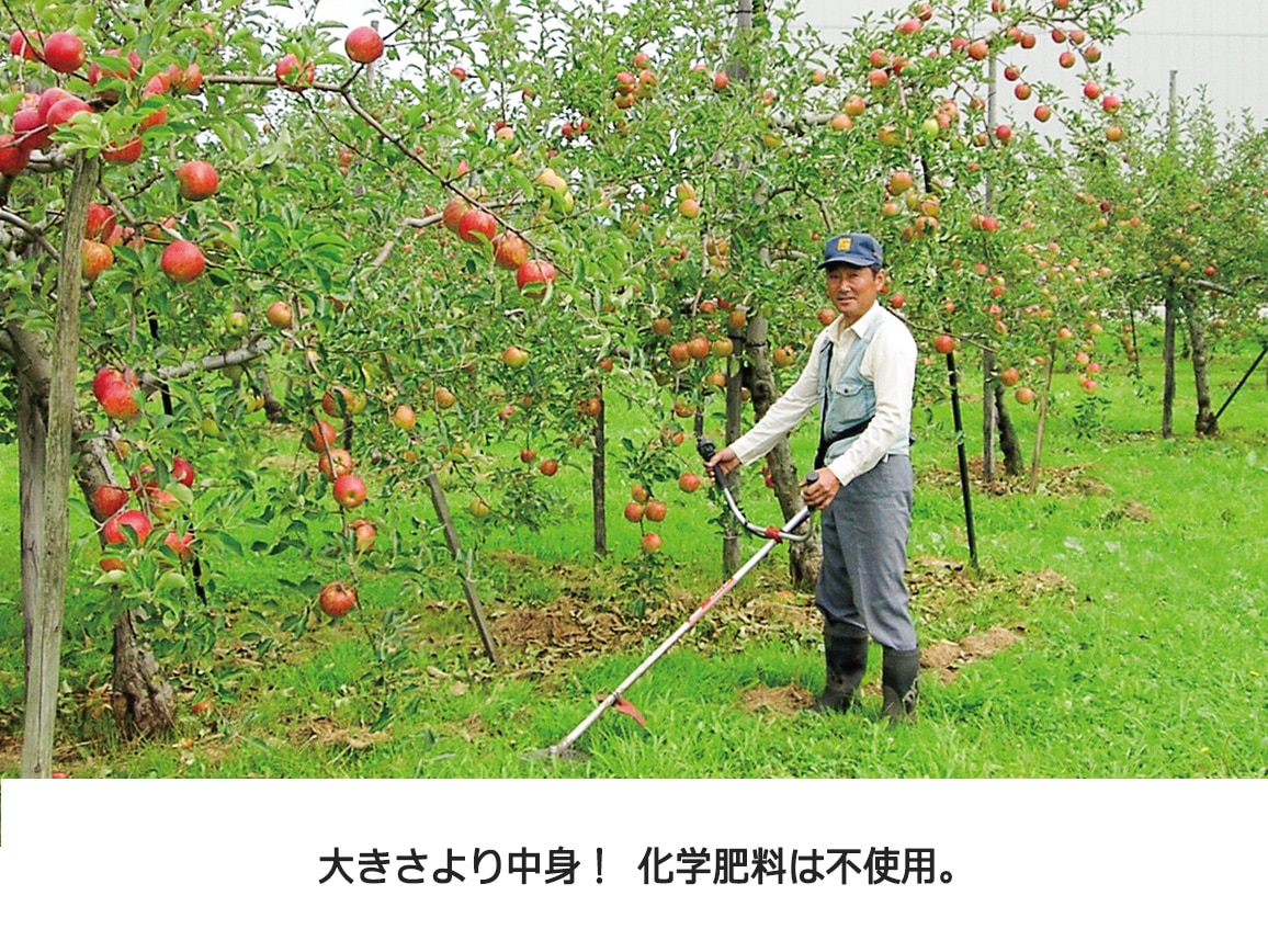【送料込み価格】青森葉とらずりんご産直便 全3回お届けコース 【送料込み価格】青森葉とらずりんご産直便 全3回お届けコース