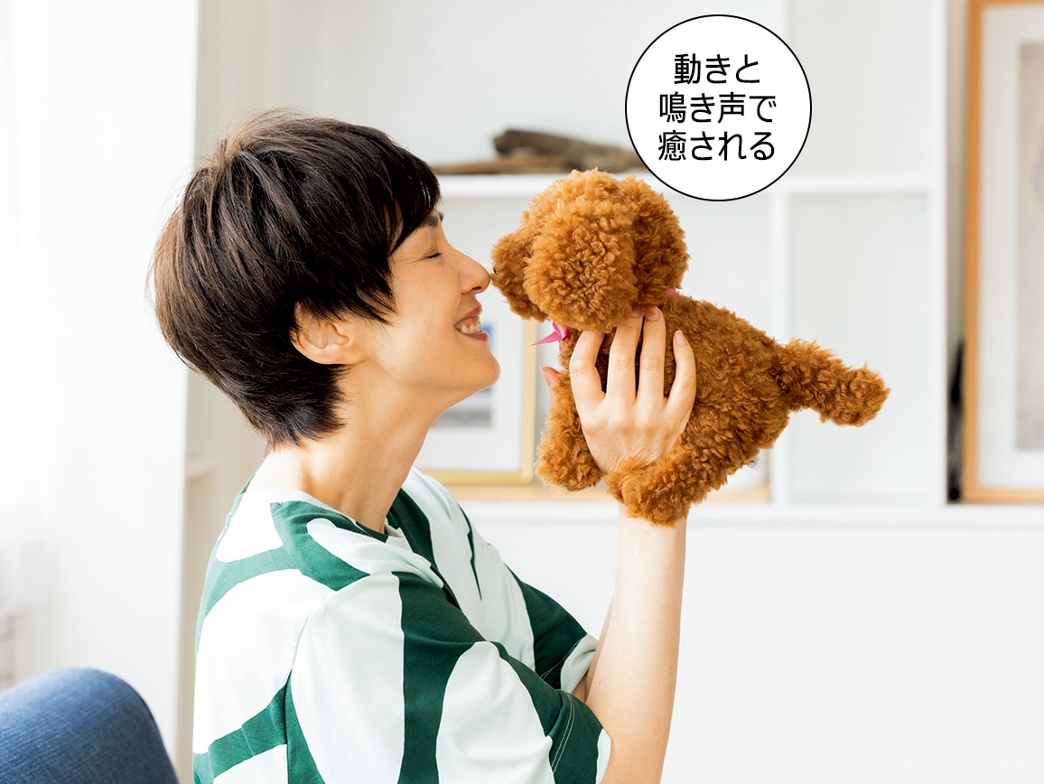 元気な仔犬 トイプードルのショコラちゃん 公式 ハルメク通販サイト 元気な仔犬 トイプードルのショコラちゃん 公式 ハルメク通販サイト