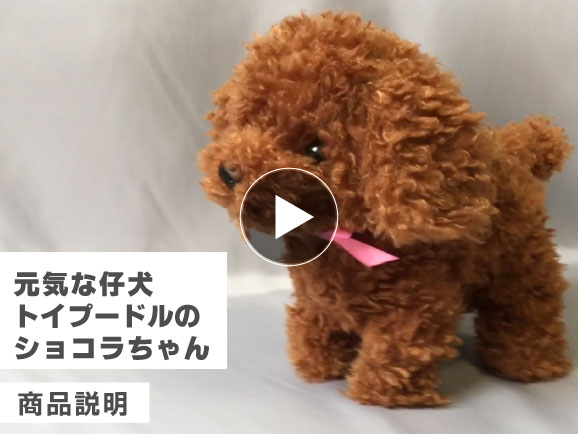 元気な仔犬 トイプードルのショコラちゃん 公式 ハルメク通販サイト