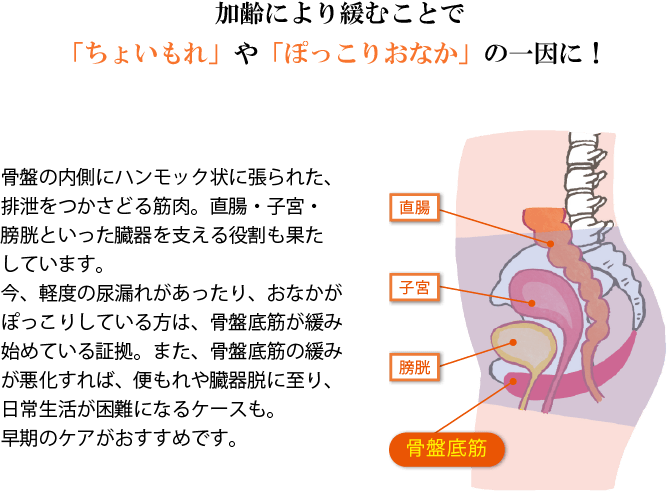 加齢により緩むことで「ちょいもれ」や「ぽっこりおなか」の一因に!