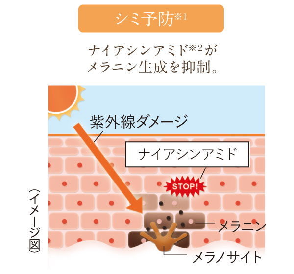 ナイアシンアミド※2がメラニン生成を抑制。